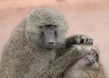 Social grooming by olive baboons