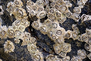 Poli's stellate barnacle