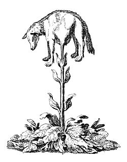 Vegetable Lamb of Tartary