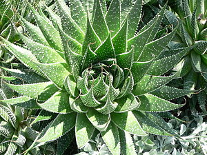 Aloe aristata