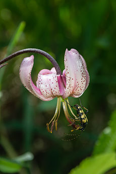 Lilium martagon mit Rutpela maculata 01.JPG