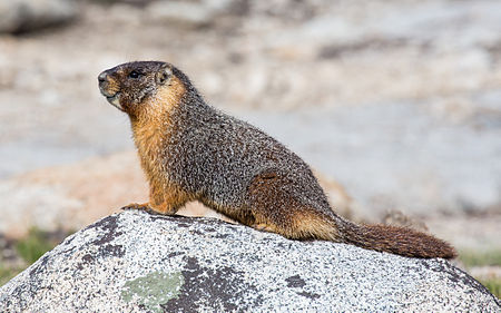 Yellow-bellied marmot