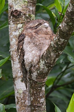 Papuan frogmouth