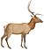 Cervus canadensis - 1818-1842 - Print - Iconographia Zoologica - Special Collections University of Amsterdam - (white background).jpg