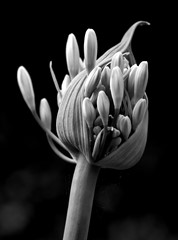 Agapanthus Buds