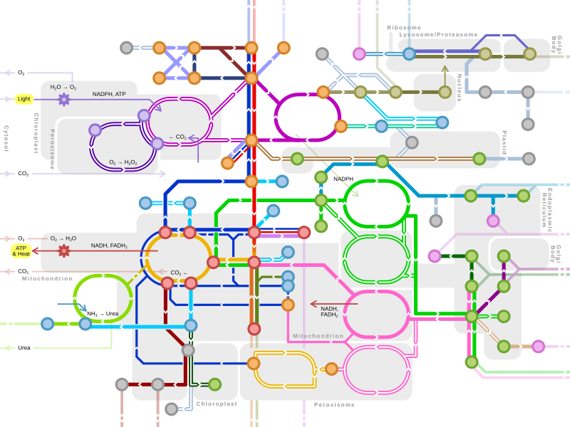 Metro-style map of major metabolic pathways