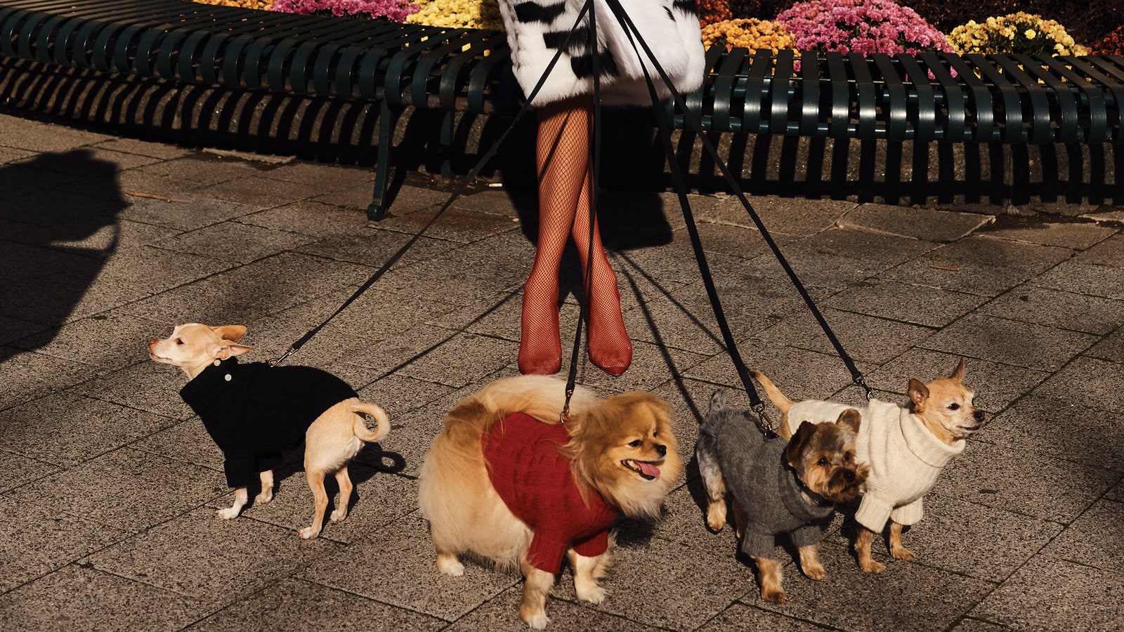 Modelo con perros y abrigo