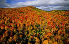 Autumn forest in the region of Charlevoix, Quebec, Canada. Autumn Photography, Aerial Photography, Landscape Photography, National Geographic, Arthus Bertrand, Le Petit Champlain, Autumn Forest, Autumn Trees, Beautiful Places In The World