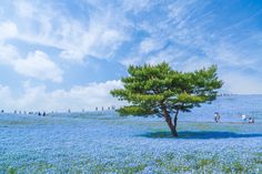 Hitachi Seaside Park, Japan Ibaraki, Cool Pictures, Cool Photos, Beautiful Pictures, Amazing Photos, Inspiring Pictures, Interesting Photos, Creative Photos, All Nature