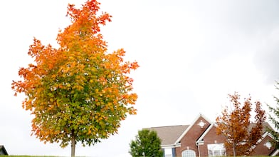 red and orange fall leaves on tree