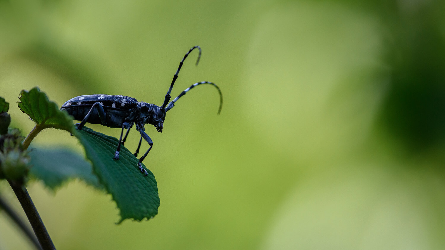 An asian longhorned beetle resting on a leaf