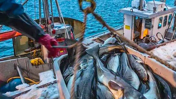 Fishes being carried on a ship