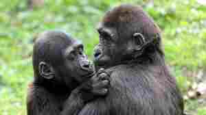 Opinion: Hugging is common and meaningful in the animal kingdom