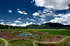 Ziro valley of Aruncahl in summer season.jpg