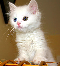 Turkish Van Cat.jpg