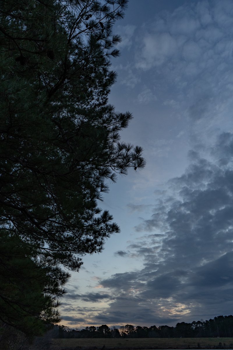 A pine tree in the foreground with encroaching clouds in the distance. A faint hint of a setting sun glows behind the clouds.