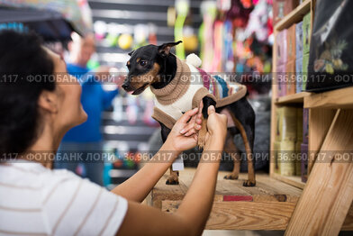 Woman puts winter clothes on her dog doberman pinscher at pet shop