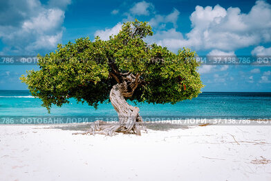 Eagle Beach Aruba, Divi Dive Trees on the shoreline of Eagle Beach...