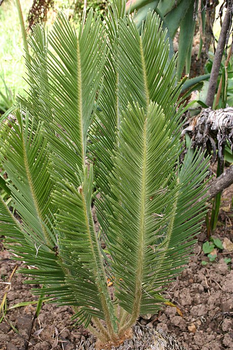 Encephalartos ghellinckii02.jpg