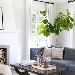 A bright living room with a big plant on the corner