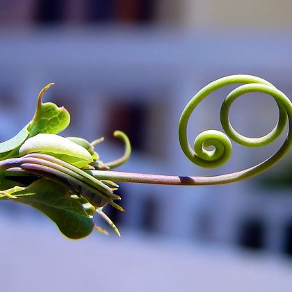 https://commons.wikimedia.org/wiki/File:Tendril.jpg