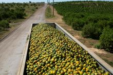 Orange-Juice Prices Climb After Forecasts for the Smallest Crop Since 1945