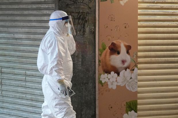Hong Kong Orders 2,000 Hamsters to Be Killed After Pet Shop Covid-19 Cases