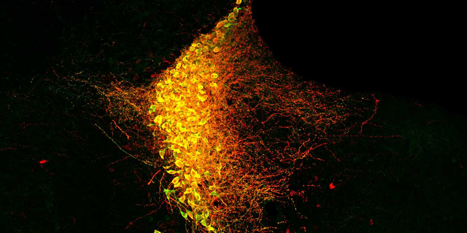 Neurowissenschaften