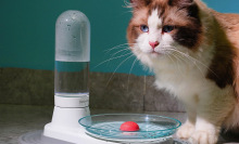 Cat sitting in front of water dispenser dish with red circle in it