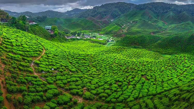 Farm landscape