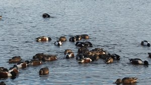 File:Northern shovelers spinning in Prospect Park.webm