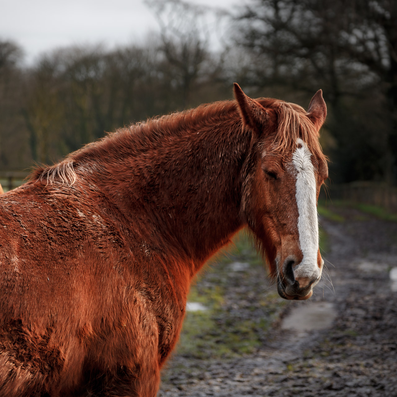 Blarney Horse