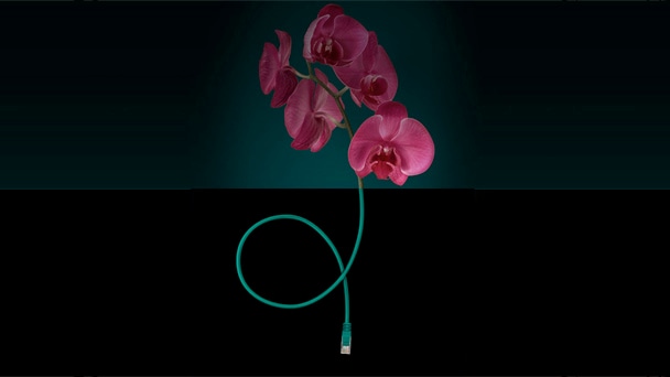 Ilustração mostrando uma orquídea e um cabo telefônico