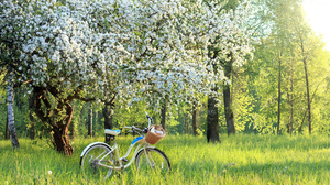 Spring: Flowering fruit tree in garden