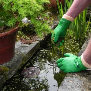 ands wearing green SHOWA 600 gloves while cleaning pond