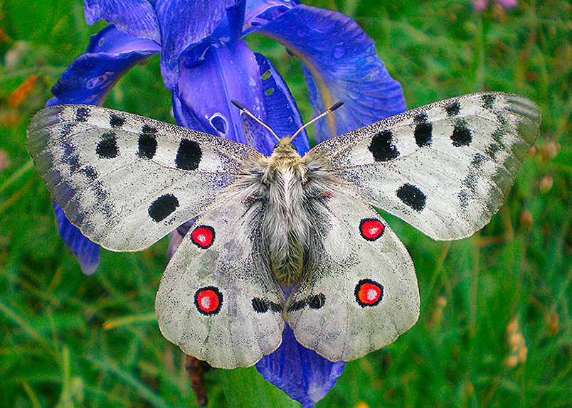 Parnassius apollo Pirineus.JPG