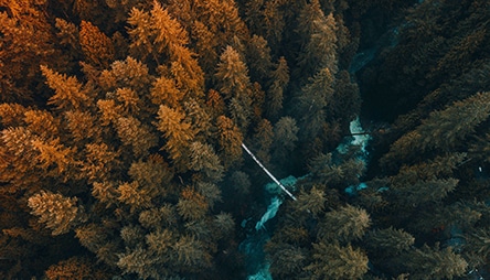 Vue aérienne d'une forêt