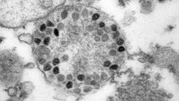 Omikron virus