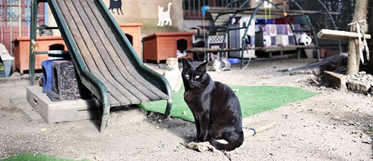 Gat negre al costat d'un tobogan i més gats al darrere 