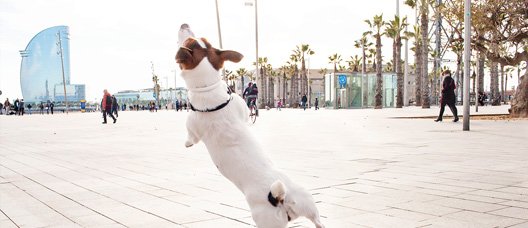 Gos saltant en un passeig 