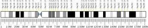 Chromosome 5 (human)