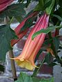 Brugmansia vulcanicola.jpg