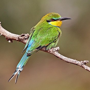 Swallow-tailed bee-eater