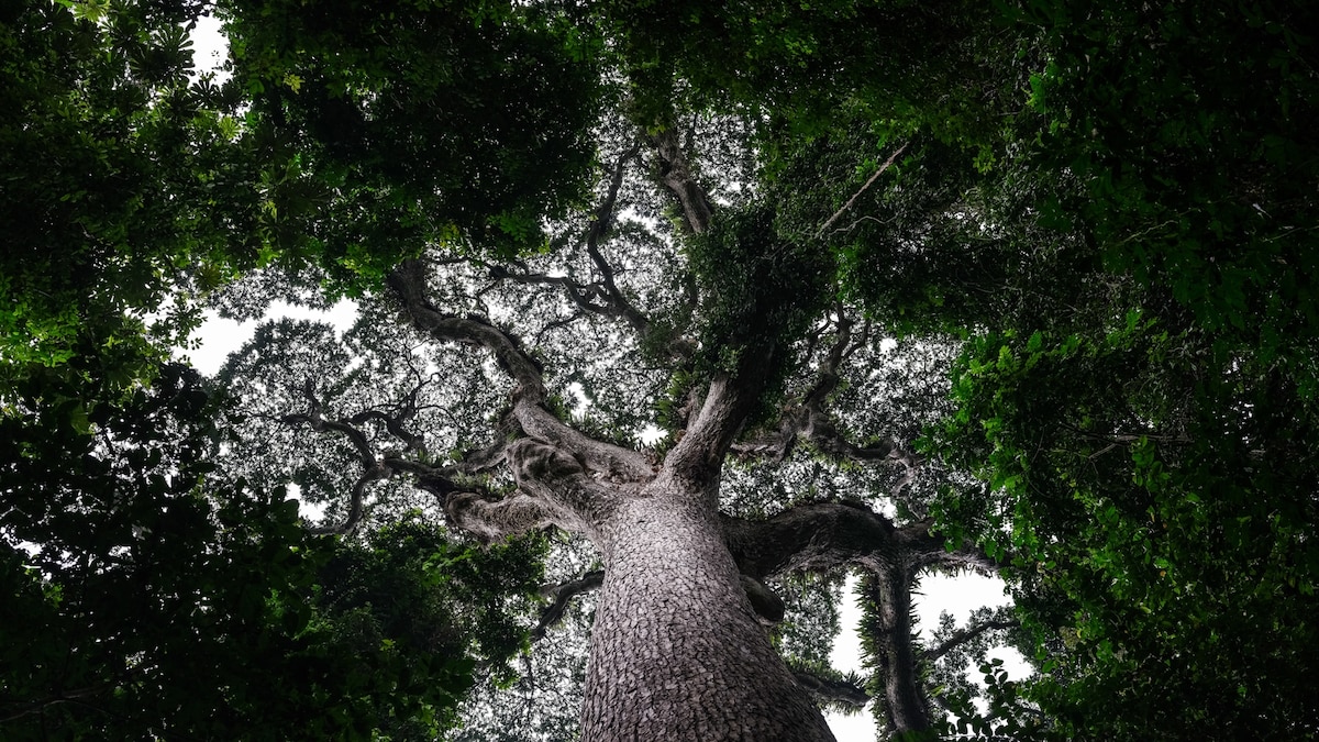 World’s second biggest rainforest will soon reopen to large-scale logging