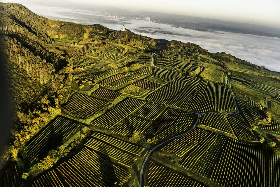 Saving the wine, one grape at a time, from the perils of late-season frost caused by climate change