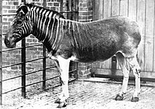 Quagga photo.jpg