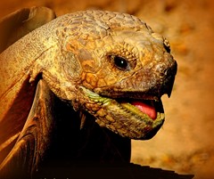 Aldabra giant tortoise