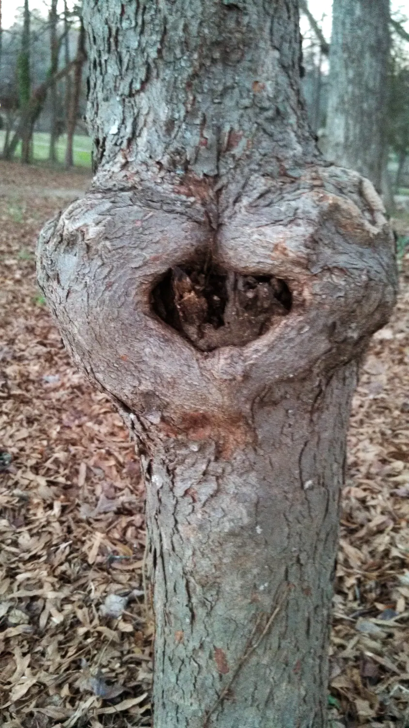 tree cavity