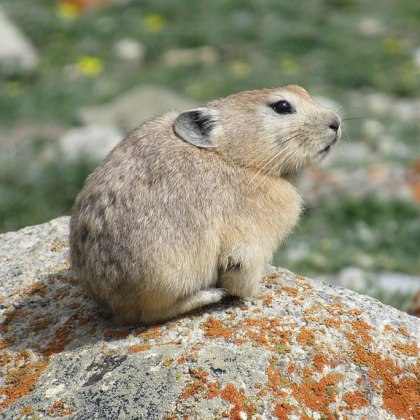 https://upload.wikimedia.org/wikipedia/commons/thumb/f/fc/Pika_-_Ladakh_-_2017-08-06_-_TB.jpg/1024px-Pika_-_Ladakh_-_2017-08-06_-_TB.jpg