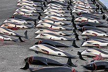 Rows of dead dolphin lying on concrete